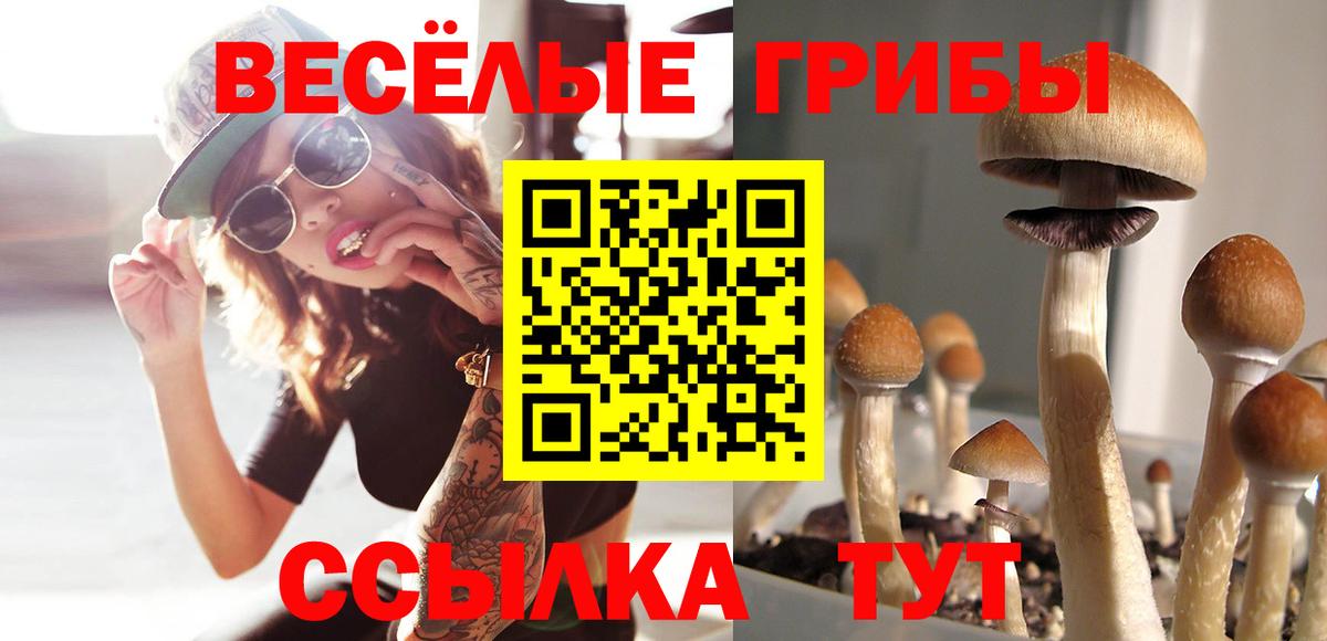 Псилоцибиновые грибы Cubensis Барнаул